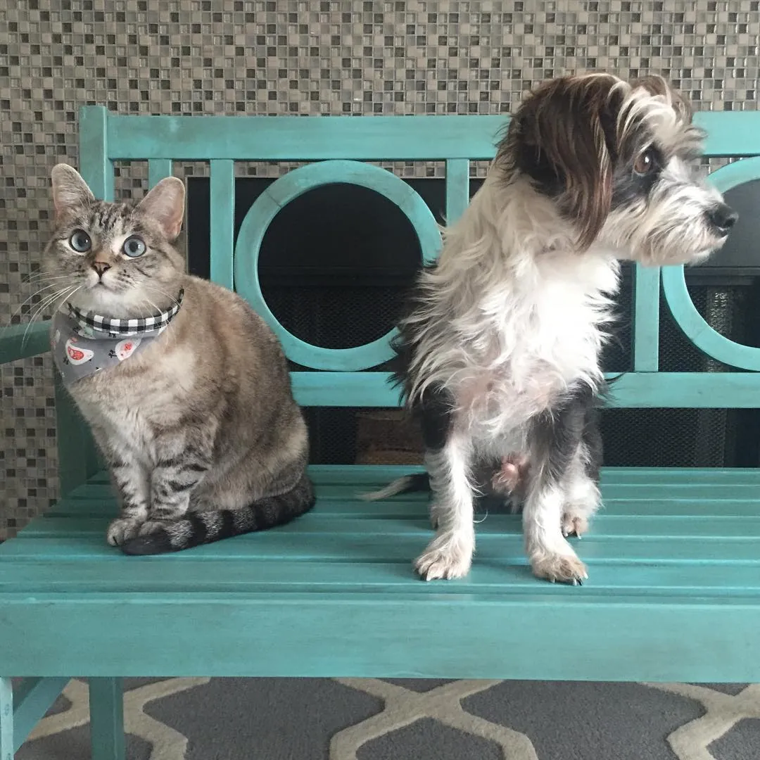 Nala the cat and Spencer the dog sitting together on a turquoise bench