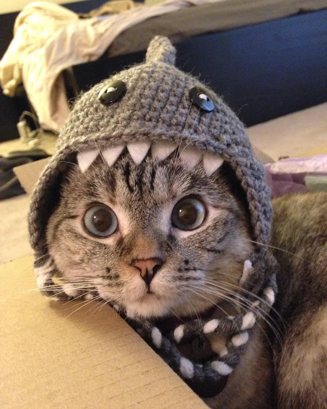 the cat β the finish of goal one