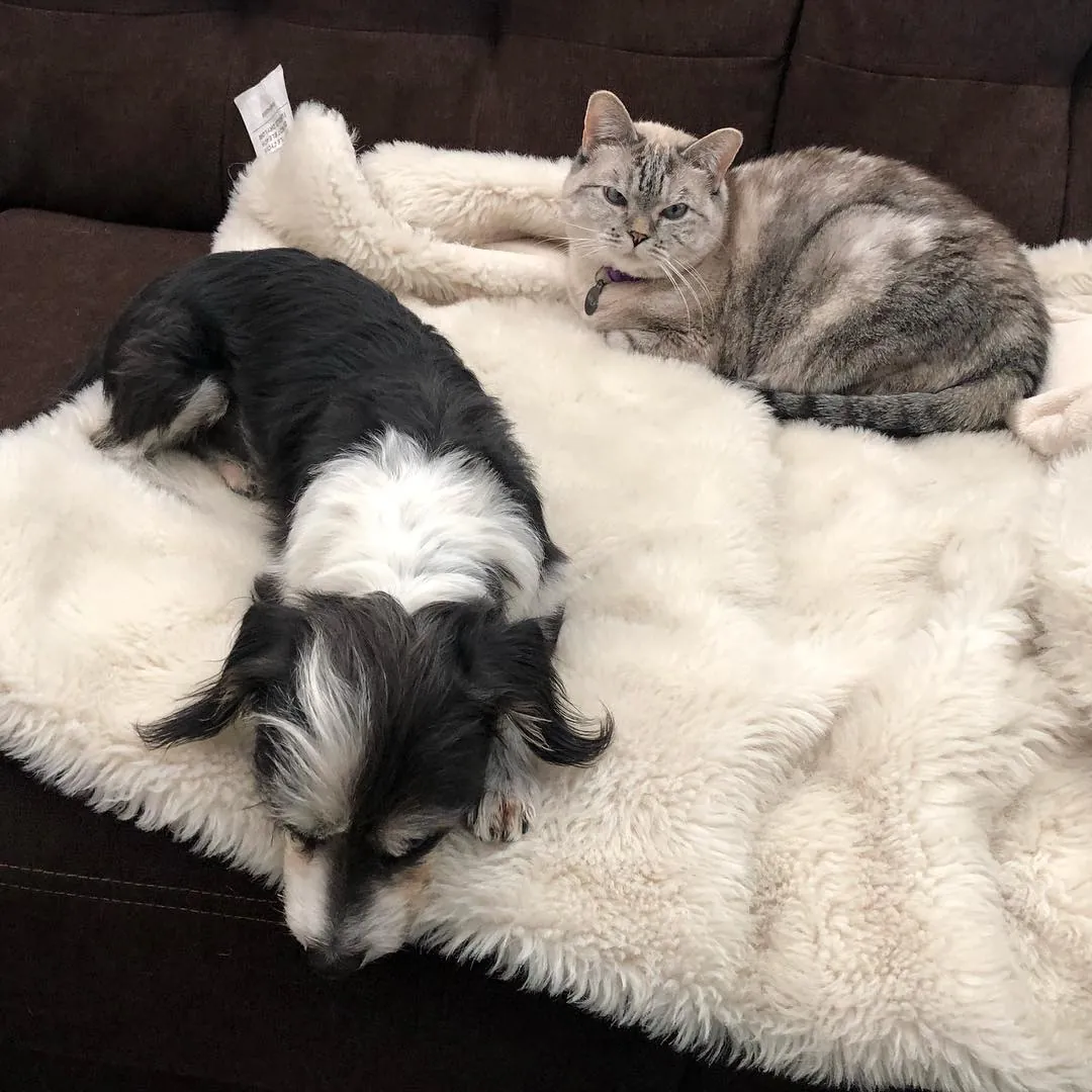 Spencer and Nala napping on a white blanket