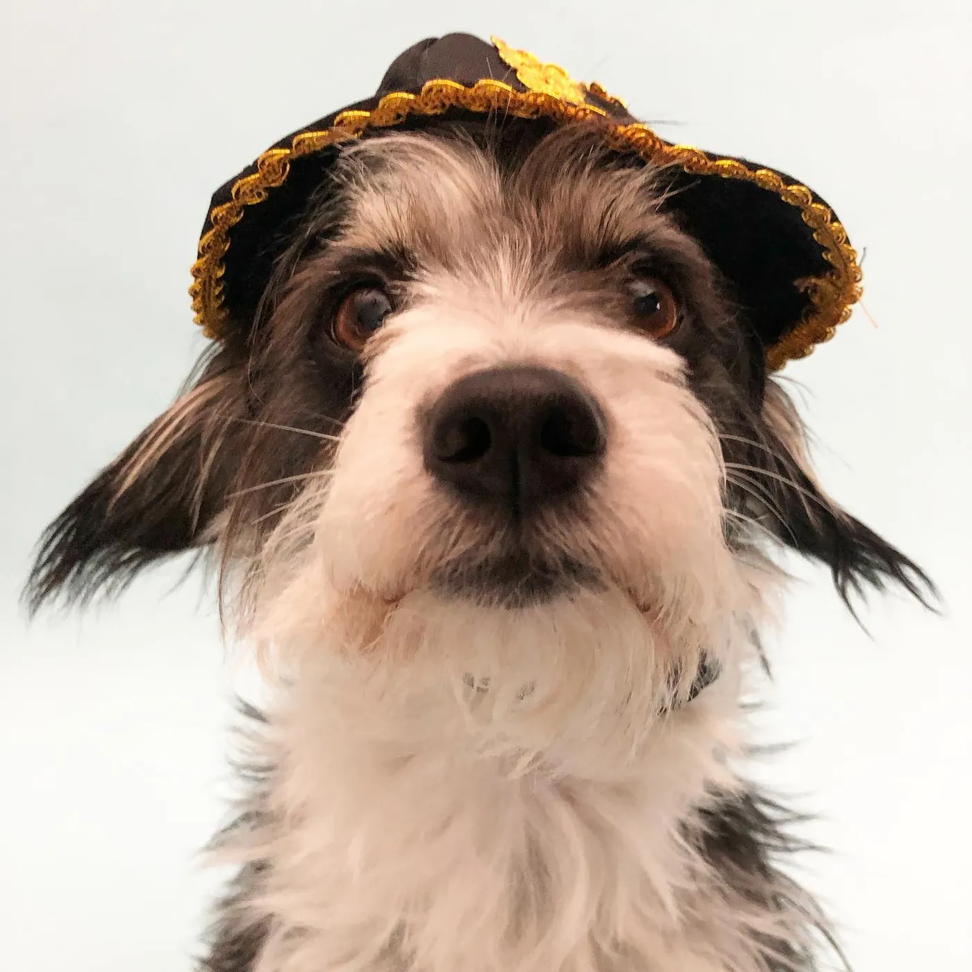 pirate. meh.