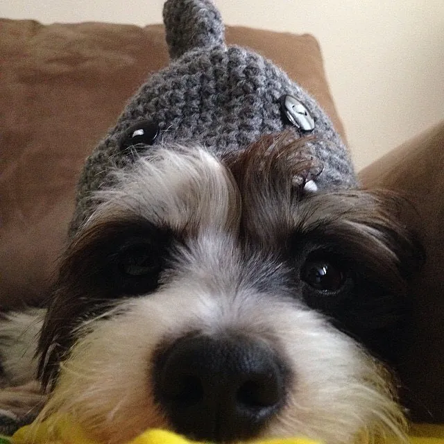 the dog