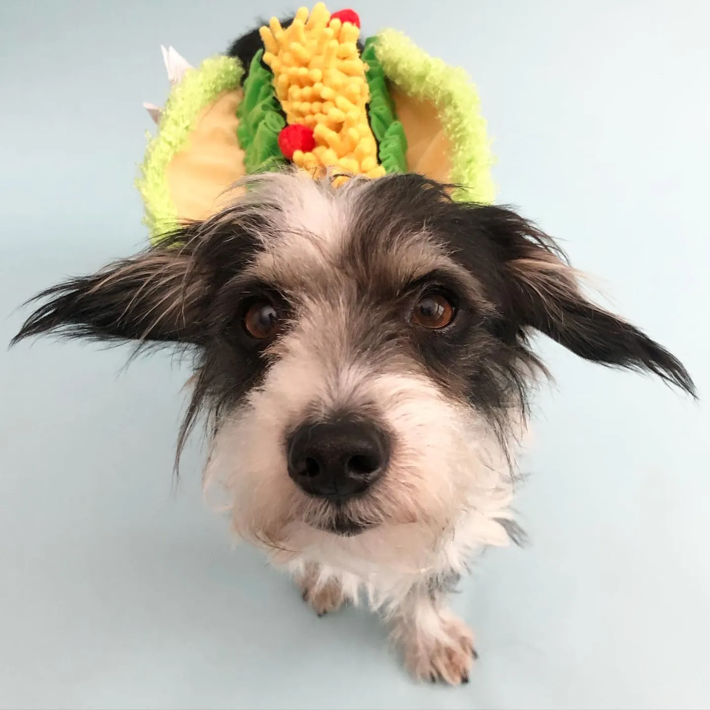 taco. no.