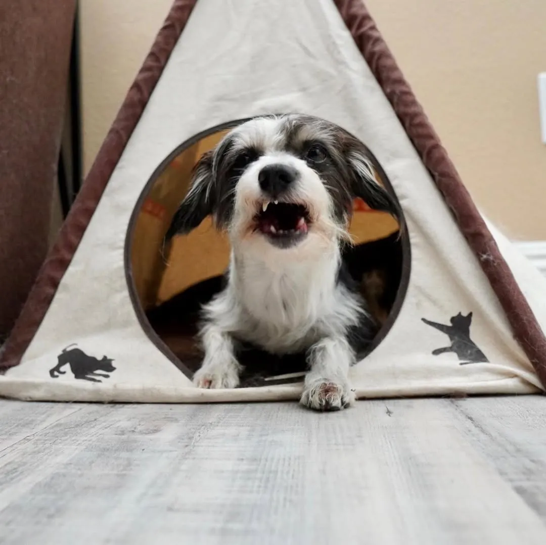 Spencer barking from inside a teepee